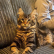 Rogue joined the competition — help win amazing prizes! cat, tabby, pet, feline, couch, indoor, relaxing, fur, whiskers, ears, person, cap, blurred, cozy, texture, home, animal, portrait, resting, curious