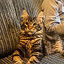 cat, tabby, pet, feline, couch, indoor, relaxing, fur, whiskers, ears, person, cap, blurred, cozy, texture, home, animal, portrait, resting, curious