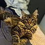 Rogue joined the competition — help win amazing prizes! cat, tabby_cat, fur, pet, indoor, bed, relaxed, lying_down, paw, whiskers, ears, feline, animal, cute, cozy, sleepy, soft_lighting, close_up, portrait, resting
