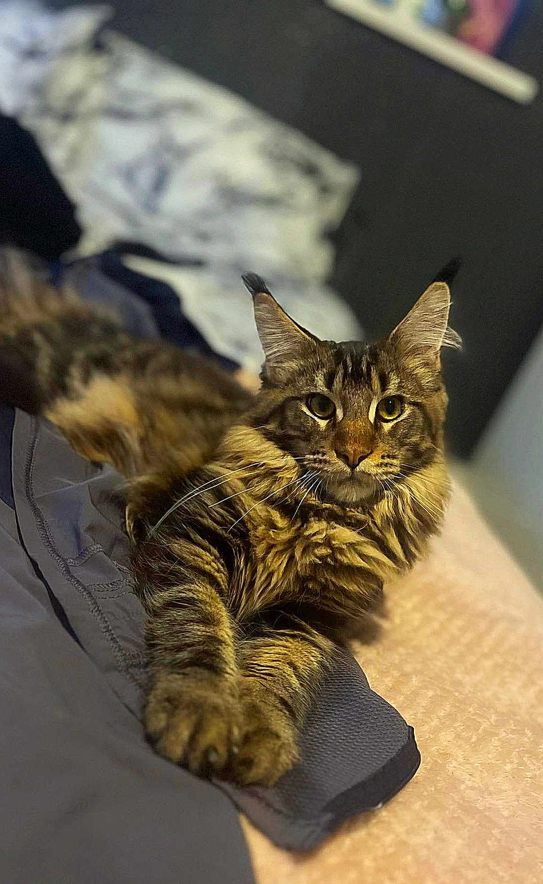 Rogue joined the competition — help win amazing prizes! cat, tabby_cat, fur, pet, indoor, bed, relaxed, lying_down, paw, whiskers, ears, feline, animal, cute, cozy, sleepy, soft_lighting, close_up, portrait, resting