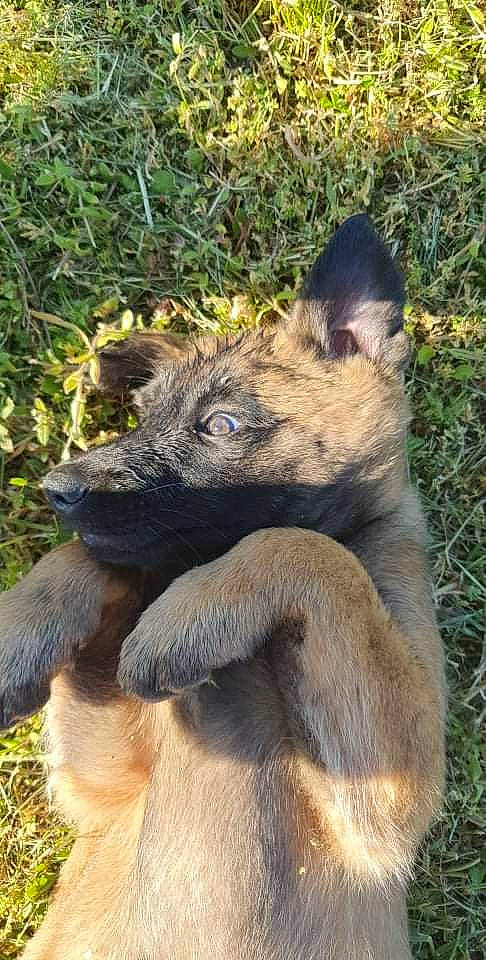 Sarko participe au concours pour gagner de l'argent avec cette photo : ancient_dog_breeds, canis, carnivore, dog, dog_breed, fawn, fur, german_shepherd_dog, grass, king_shepherd, snout, sporting_group, terrestrial_animal, wildlife, working_animal, working_dog