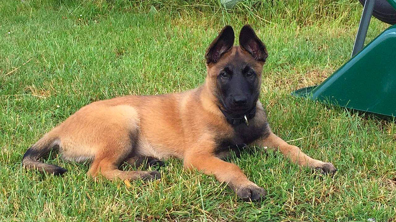 Sarko a rejoint le concours — aidez-le/la à gagner de superbes lots ! ancient_dog_breeds, canidae, carnivore, companion_dog, dog, dog_breed, dog_supply, fawn, grass, grassland, herding_dog, hunting_dog, liver, plant, sporting_group, terrestrial_animal, working_dog