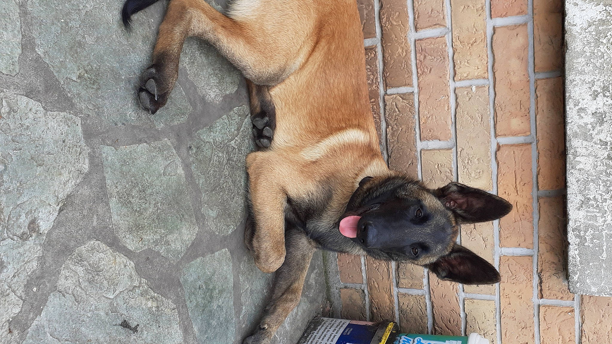 Sarko a rejoint le concours — aidez-le/la à gagner de superbes lots ! canidae, carnivore, comfort, companion_dog, dog, dog_breed, fawn, flooring, liver, non_sporting_group, snout, sporting_group, tail, terrestrial_animal, working_animal