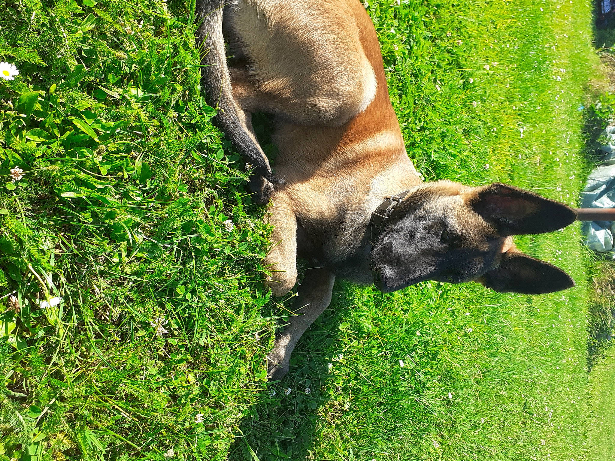 Sarko participe au concours pour gagner de l'argent avec cette photo : canidae, carnivore, companion_dog, dog, dog_breed, fawn, grass, grassland, groundcover, guard_dog, human_leg, liver, pasture, plant, snout, sporting_group, tail, terrestrial_animal, wildlife, working_animal