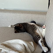 Koda joined the competition — help win amazing prizes! cat, tabby, couch, furniture, blanket, relaxing, indoor, pet, sleeping, paw, striped, fur, cozy, resting, domestic_cat, animal, whiskers, cute, home, soft