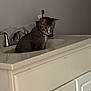 Koda joined the competition — help win amazing prizes! cat, tabby, sink, bathroom, cabinet, faucet, curious, pet, animal, indoor, white, domestic, feline, looking, countertop, household, clean, fixture, mammal, alone