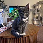 Bella joined the competition — help win amazing prizes! cat, kitten, gray_cat, white_paws, collar, bell, wooden_table, living_room, cat_tree, plant, furniture, indoor, pet, curious, sitting, household_items, carpet, domestic, close_up, young_cat