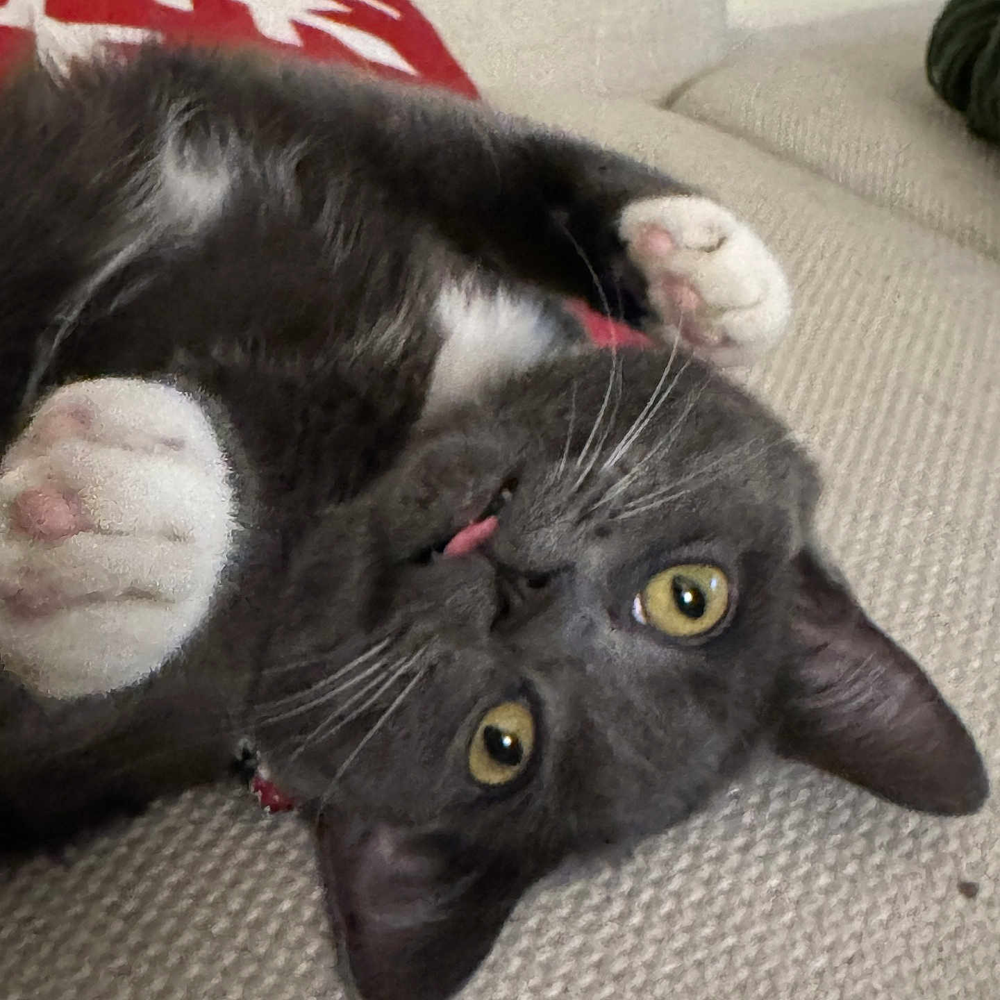 Bella joined the competition — help win amazing prizes! beige_couch, blanket, cat, close_up, couch, cozy, furry, gray_cat, home_decor, indoor, pet, playful, red_blanket, relaxed, textured_fabric, tongue_out, upside_down, whiskers, white_paws, yellow_eyes