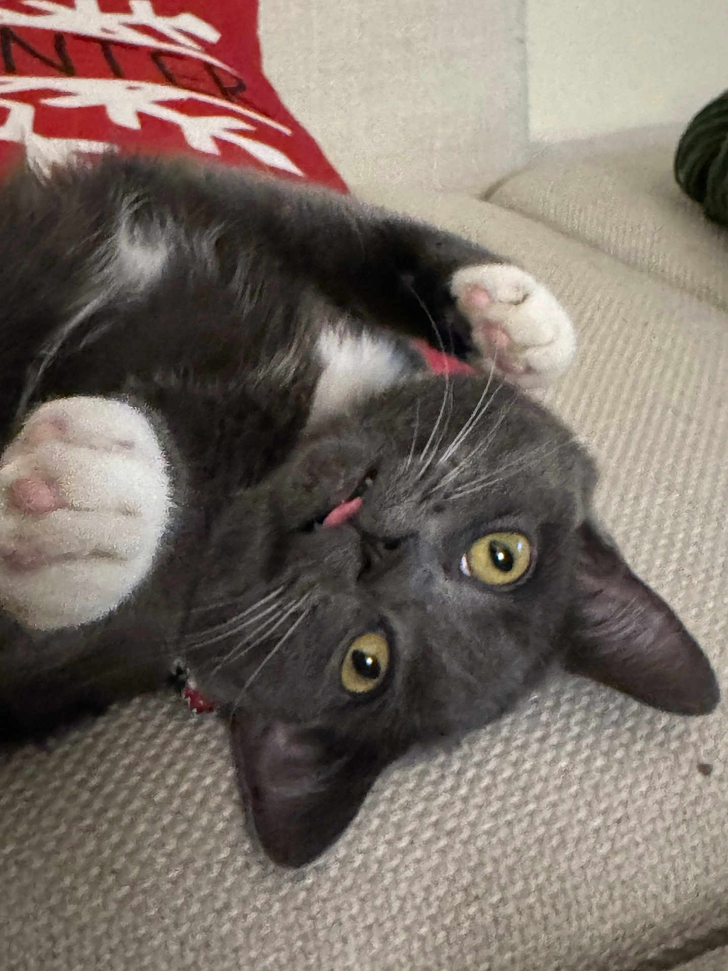 Bella joined the competition — help win amazing prizes! cat, gray_cat, white_paws, yellow_eyes, tongue_out, upside_down, couch, beige_couch, textured_fabric, indoor, pet, whiskers, close_up, playful, relaxed, home_decor, blanket, red_blanket, cozy, furry