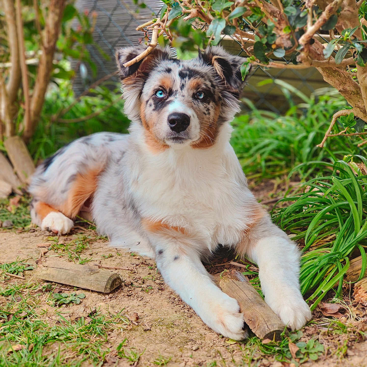 Vaiana a rejoint le concours — aidez-le/la à gagner de superbes lots ! animal, backyard, canine, collie, dog, grass, herbal, herbs, husky, leaf, nature, outdoors, pet, plant, puppy, soil, tree, vegetation, wood, yard