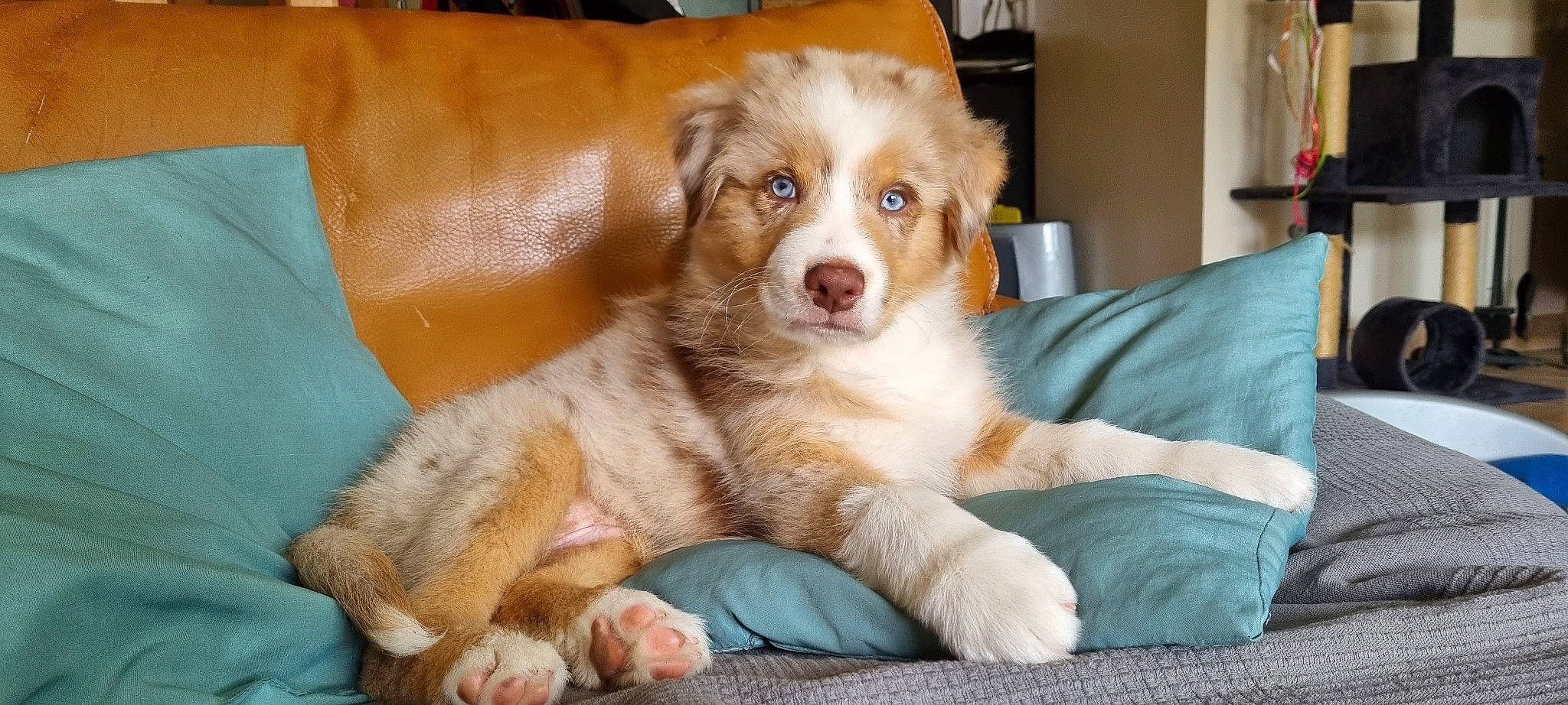 Ugo participe au concours pour gagner de l'argent avec cette photo : ball, bored, canidae, carnivore, companion_dog, couch, dog, dog_breed, fawn, fur, houseplant, paw, puppy, smile, snout, sporting_group, terrestrial_animal, whiskers, working_animal, working_dog
