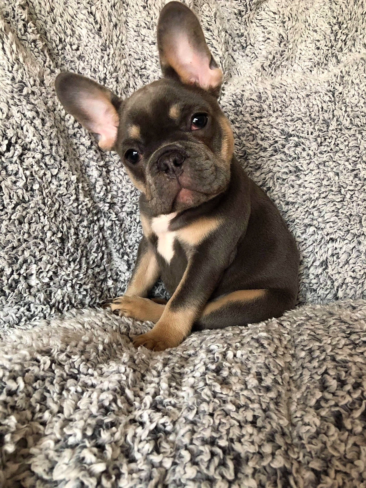 Kenzo is registered to the contest to win money with this photo: boston_terrier, bulldog, canidae, carnivore, comfort, companion_dog, dog, dog_breed, ear, eye, fawn, french_bulldog, rock, snout, soil, sporting_group, terrestrial_animal, toy_dog, whiskers, working_animal
