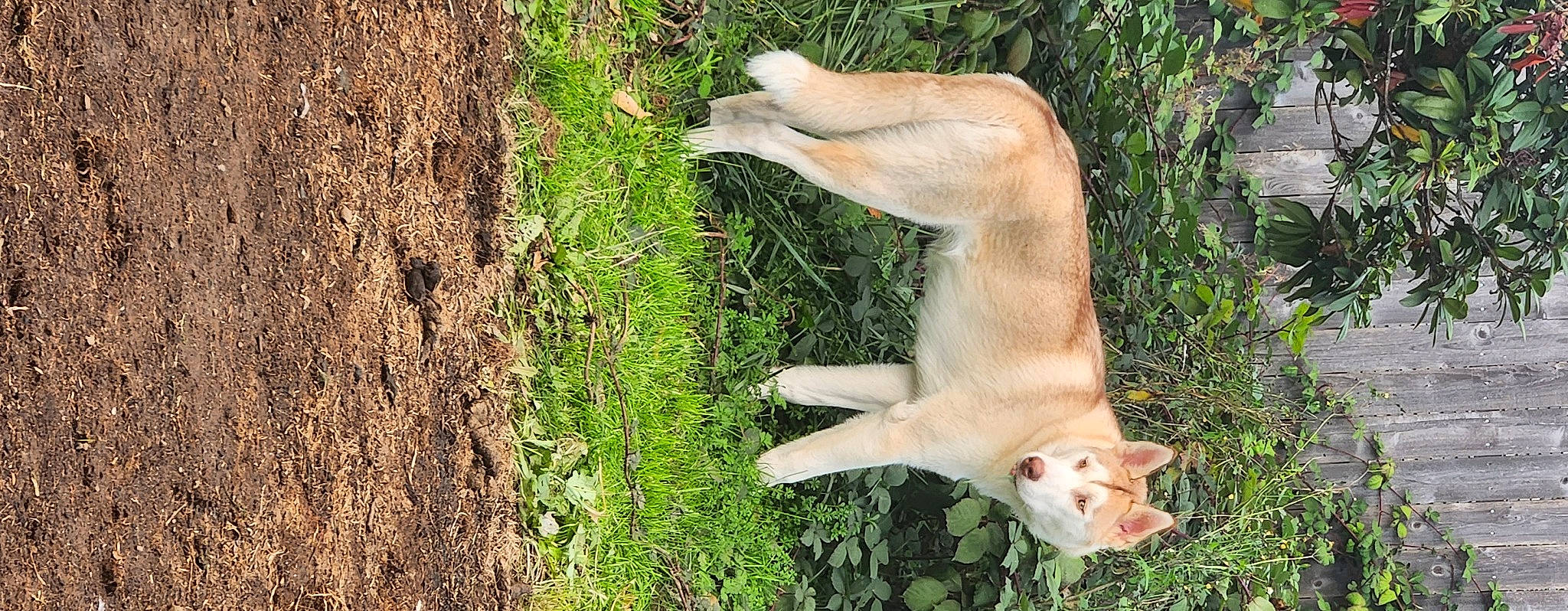 Neo is registered to the contest to win money with this photo: carnivore, companion_dog, dog, dog_breed, fawn, felidae, fur, grass, grass_family, pasture, plant, small_to_medium_sized_cats, snout, street_dog, tail, terrestrial_animal, tree, trunk, whiskers, wood