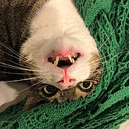 Yoda joined the competition — help win amazing prizes! cat, tabby_cat, close_up, upside_down, open_mouth, teeth, whiskers, green_blanket, blanket, pink_nose, wide_eyes, indoor, fur, portrait, playful, cozy, bedding, sleepy, face, cute