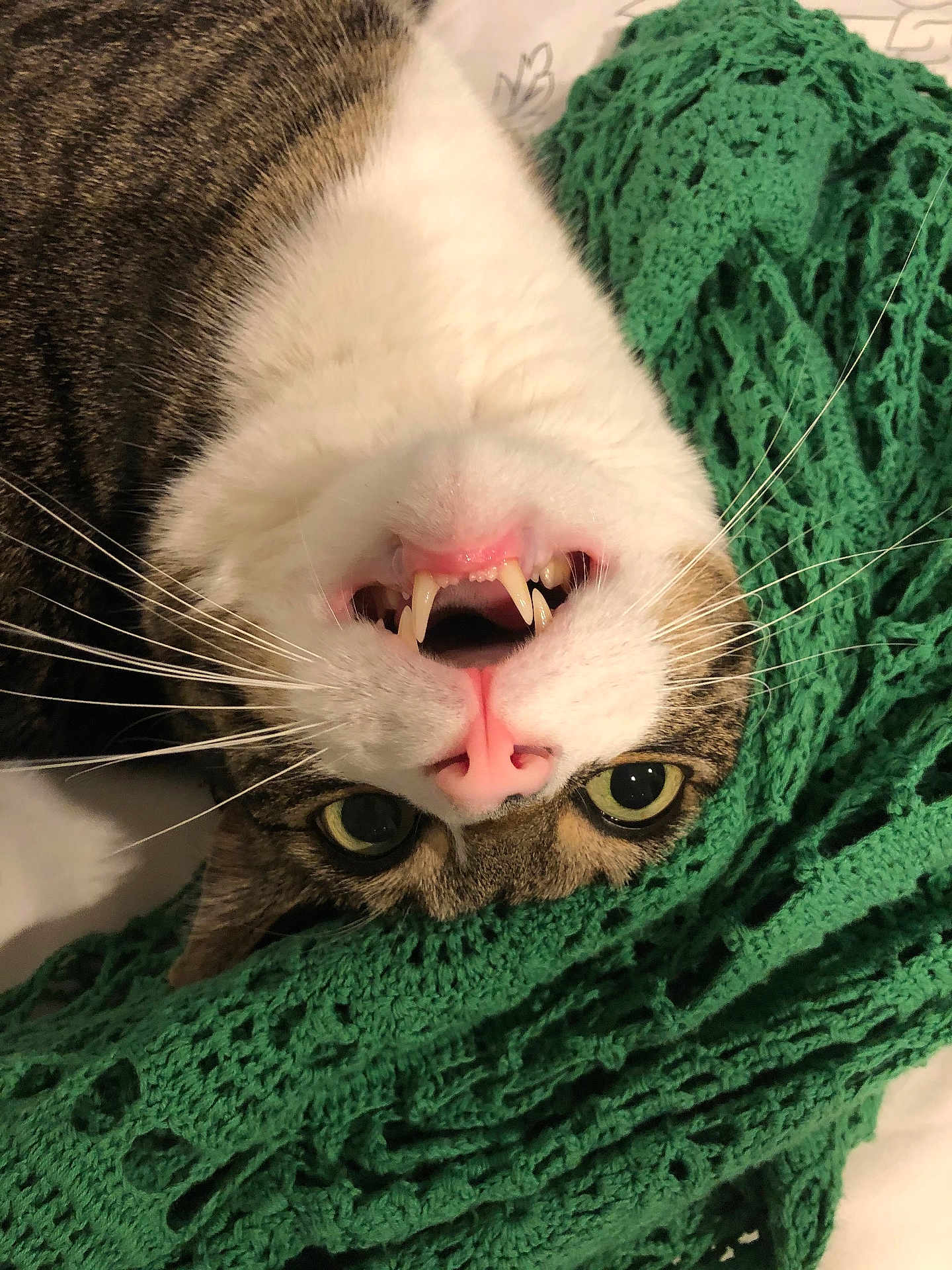 Yoda joined the competition — help win amazing prizes! cat, tabby_cat, close_up, upside_down, open_mouth, teeth, whiskers, green_blanket, blanket, pink_nose, wide_eyes, indoor, fur, portrait, playful, cozy, bedding, sleepy, face, cute