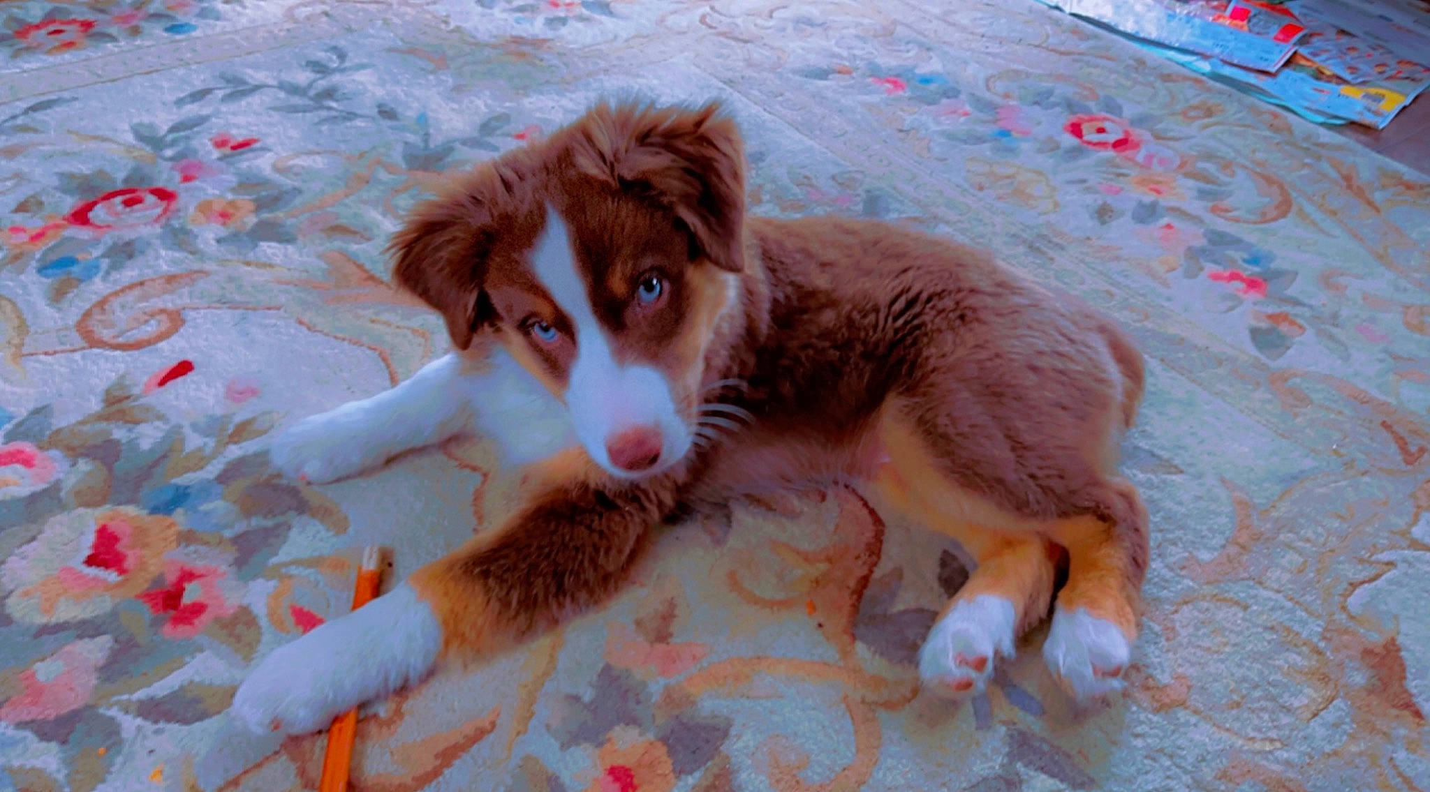 Dandy is registered to the contest to win money with this photo: australian_shepherd, border_collie, canidae, carnivore, companion_dog, dog, dog_breed, flooring, fur, herding_dog, liver, snout, sporting_group, terrestrial_animal, working_animal, working_dog