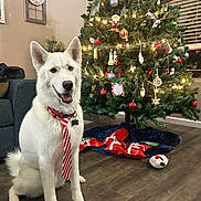 Luigi is registered to the contest to win money with this photo: celebration, christmas_lights, christmas_tree, decorations, dog, festive, floor, holiday, home, indoor, living_room, ornaments, pet, presents, smiling_dog, sofa, tie, toy, white_dog, window_blinds