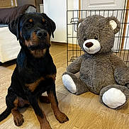 Tyson participe au concours pour gagner de l'argent avec cette photo : rottweiler, puppy, dog, stuffed_toy, teddy_bear, toy, wood_floor, indoor, pet, animal, brown, black, sitting, cute, companion, furniture, door, home, relaxing, friendship