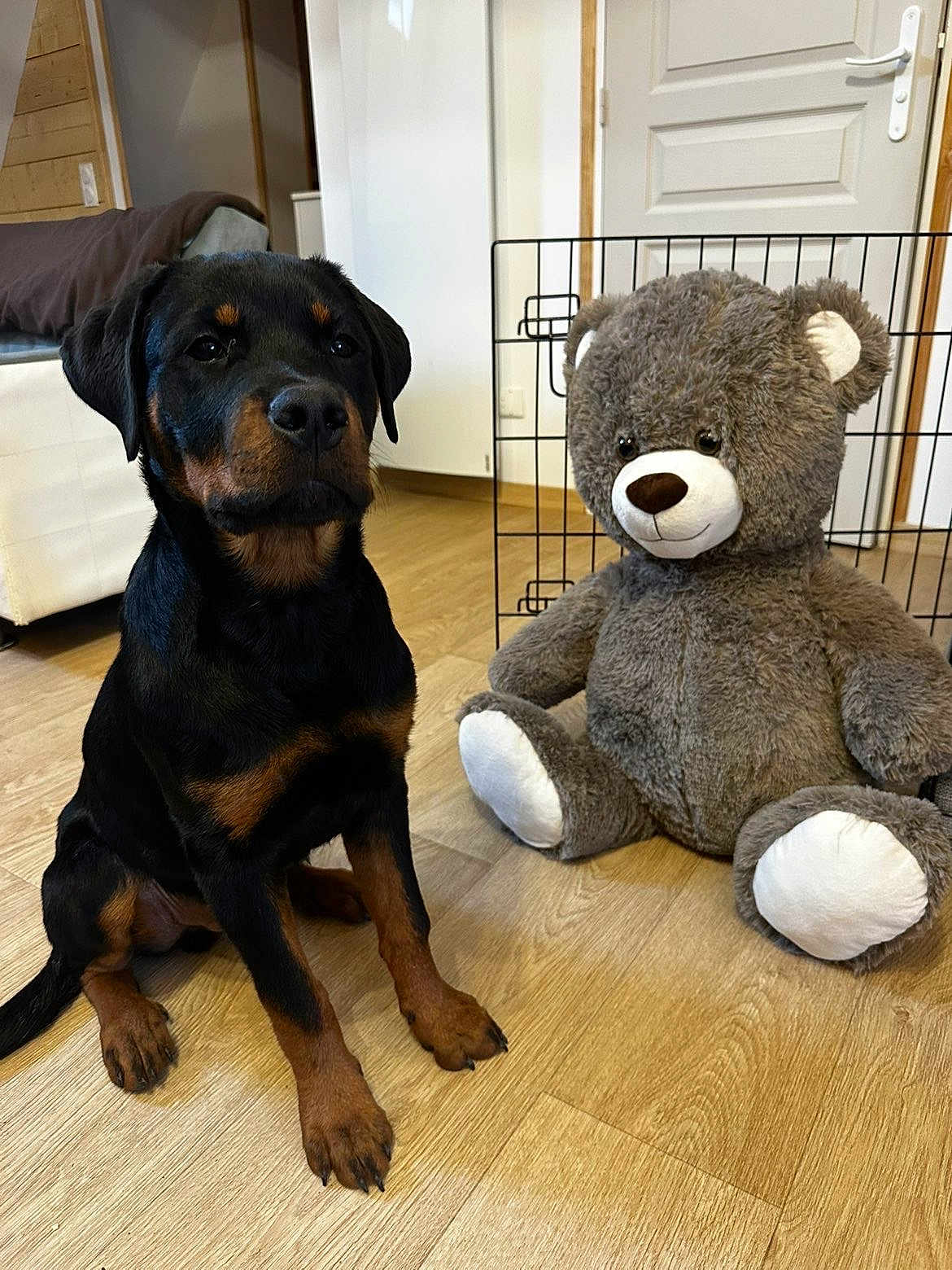 Tyson participe au concours pour gagner de l'argent avec cette photo : rottweiler, puppy, dog, stuffed_toy, teddy_bear, toy, wood_floor, indoor, pet, animal, brown, black, sitting, cute, companion, furniture, door, home, relaxing, friendship