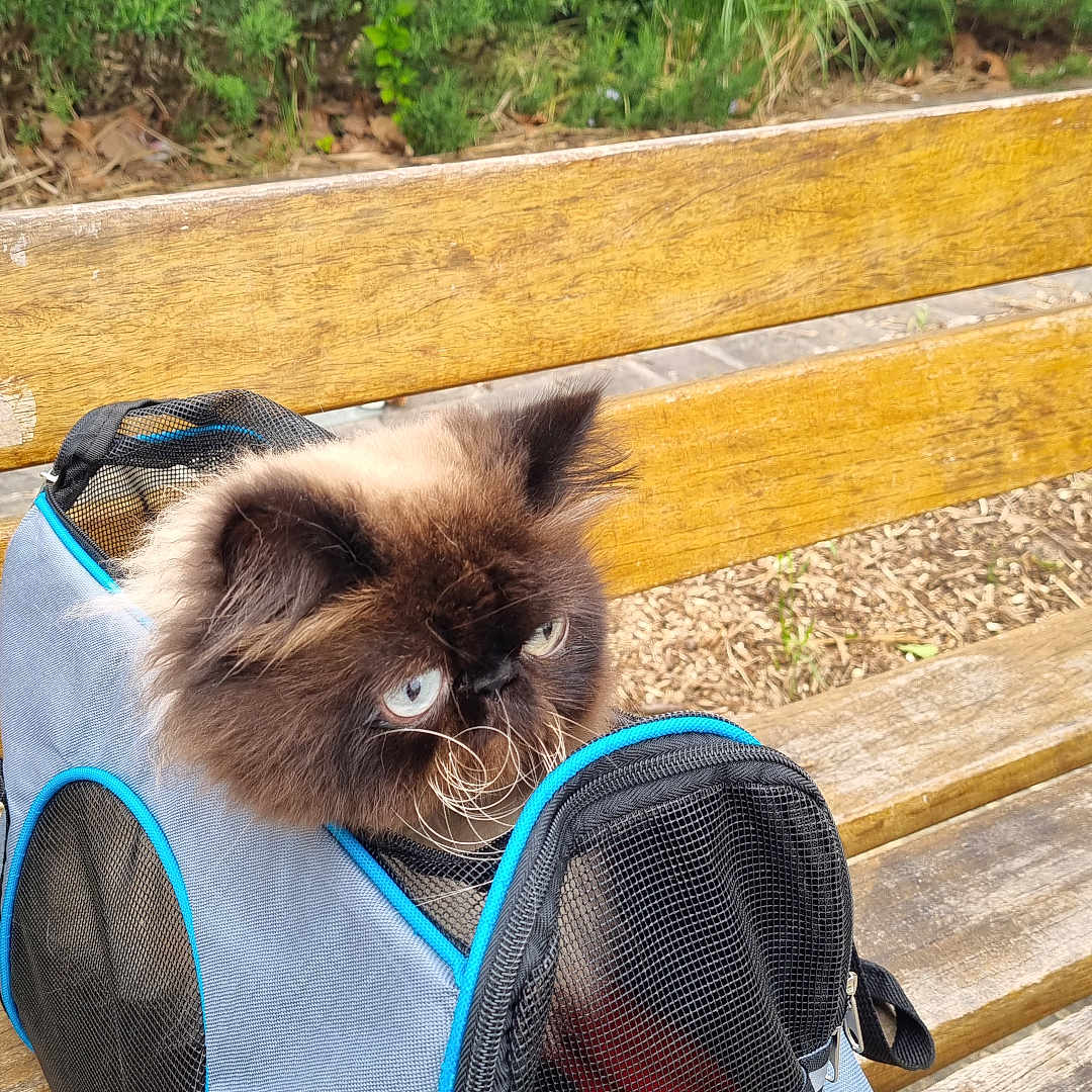 Prince a rejoint le concours — aidez-le/la à gagner de superbes lots ! accessories, animal, backpack, bag, bench, canine, cat, dog, furniture, grass, handbag, hardwood, outdoors, path, pet, plant, puppy, purse, walkway, wood