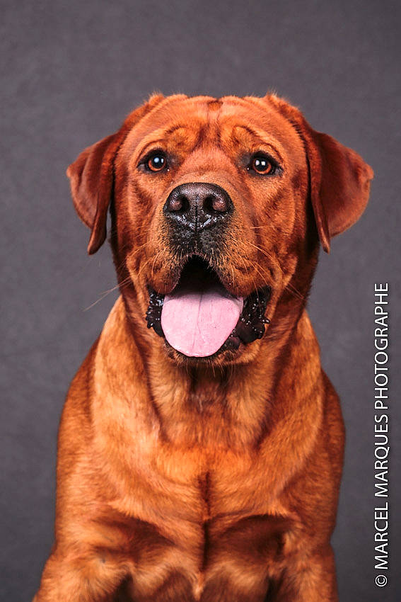 Optimus participe au concours pour gagner de l'argent avec cette photo : ancient_dog_breeds, boerboel, broholmer, canidae, carnivore, companion_dog, dog, dog_breed, fawn, mammal, molosser, rare_breed_dog, snout, sporting_group, tosa, vertebrate