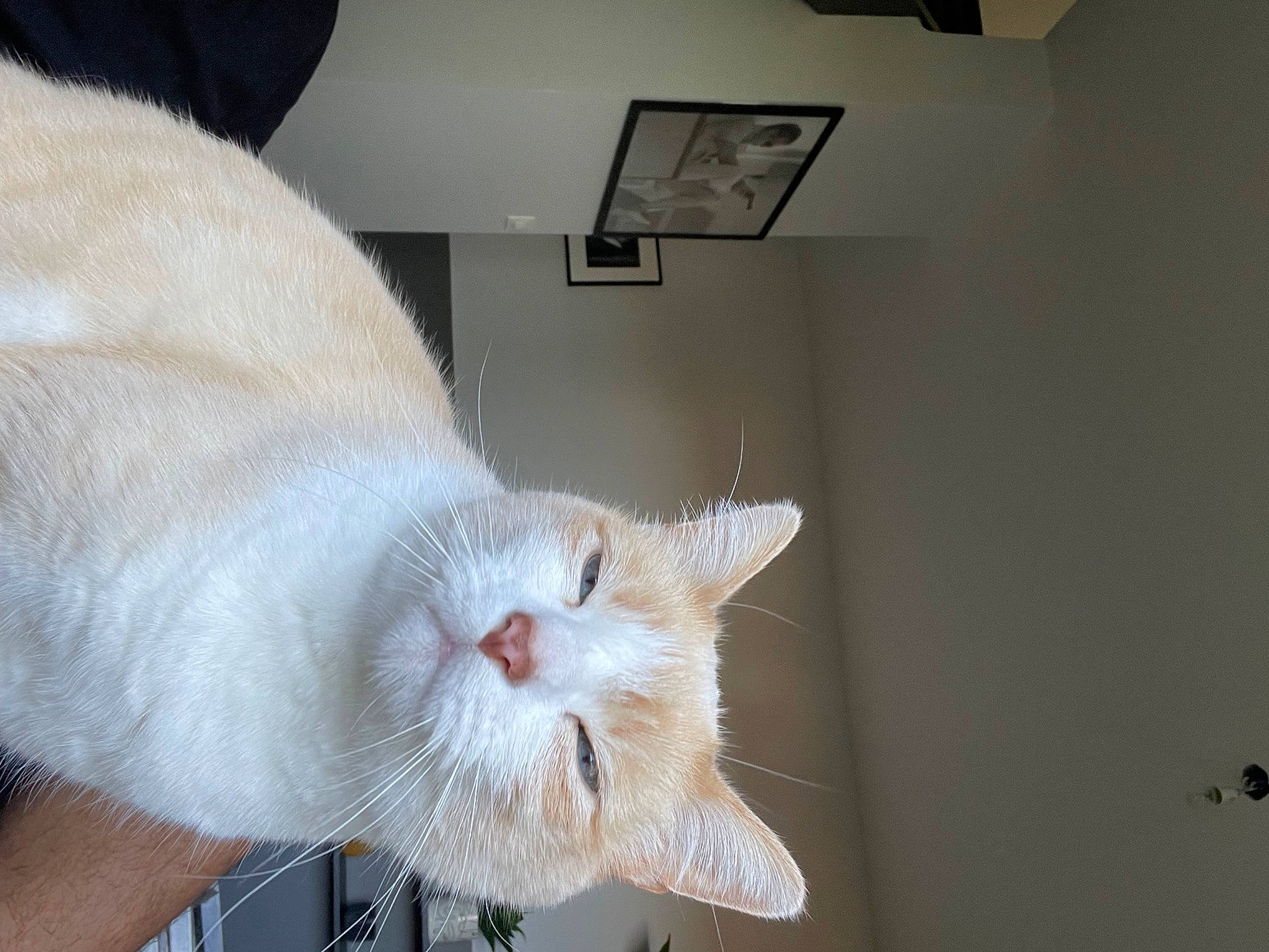 Snow participe au concours pour gagner de l'argent avec cette photo : carnivore, cat, ceiling, claw, domestic_short_haired_cat, fang, fawn, felidae, flooring, foot, fur, paw, picture_frame, room, small_to_medium_sized_cats, snout, tail, whiskers