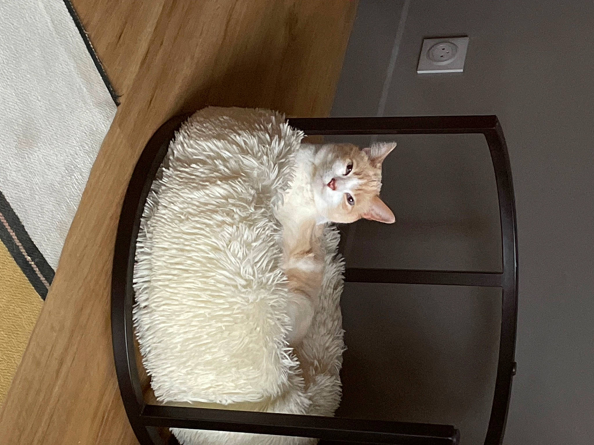 Snow a rejoint le concours — aidez-le/la à gagner de superbes lots ! animal_shelter, box, cardboard, carnivore, cat, cat_bed, cat_supply, comfort, domestic_short_haired_cat, felidae, fur, hardwood, nap, pet_supply, room, small_to_medium_sized_cats, snout, tail, whiskers, wood