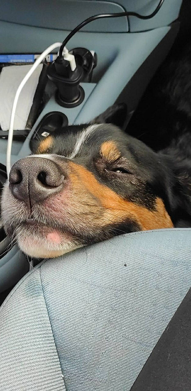 Dolce participe au concours pour gagner de l'argent avec cette photo : canidae, carnivore, collar, comfort, companion_dog, dog, dog_breed, fur, guard_dog, metal, paw, smile, snout, sporting_group, vehicle_door, whiskers, window, windshield, working_animal, working_dog