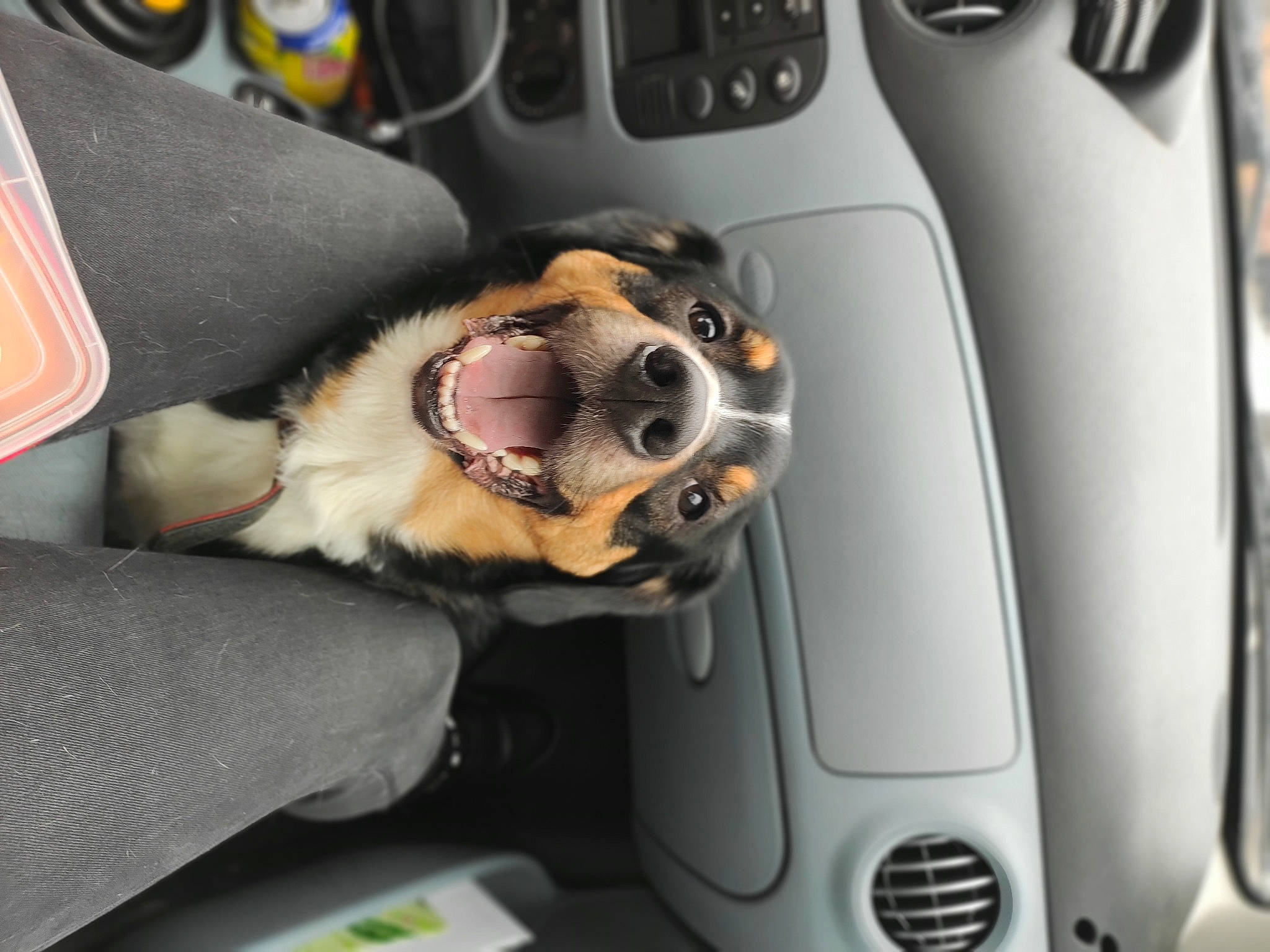 Dolce a rejoint le concours — aidez-le/la à gagner de superbes lots ! auto_part, automotive_design, automotive_exterior, automotive_lighting, automotive_mirror, car, car_seat, car_seat_cover, carnivore, companion_dog, dog, dog_breed, eyewear, family_car, luxury_vehicle, motor_vehicle, personal_luxury_car, steering_wheel, vehicle, vehicle_door