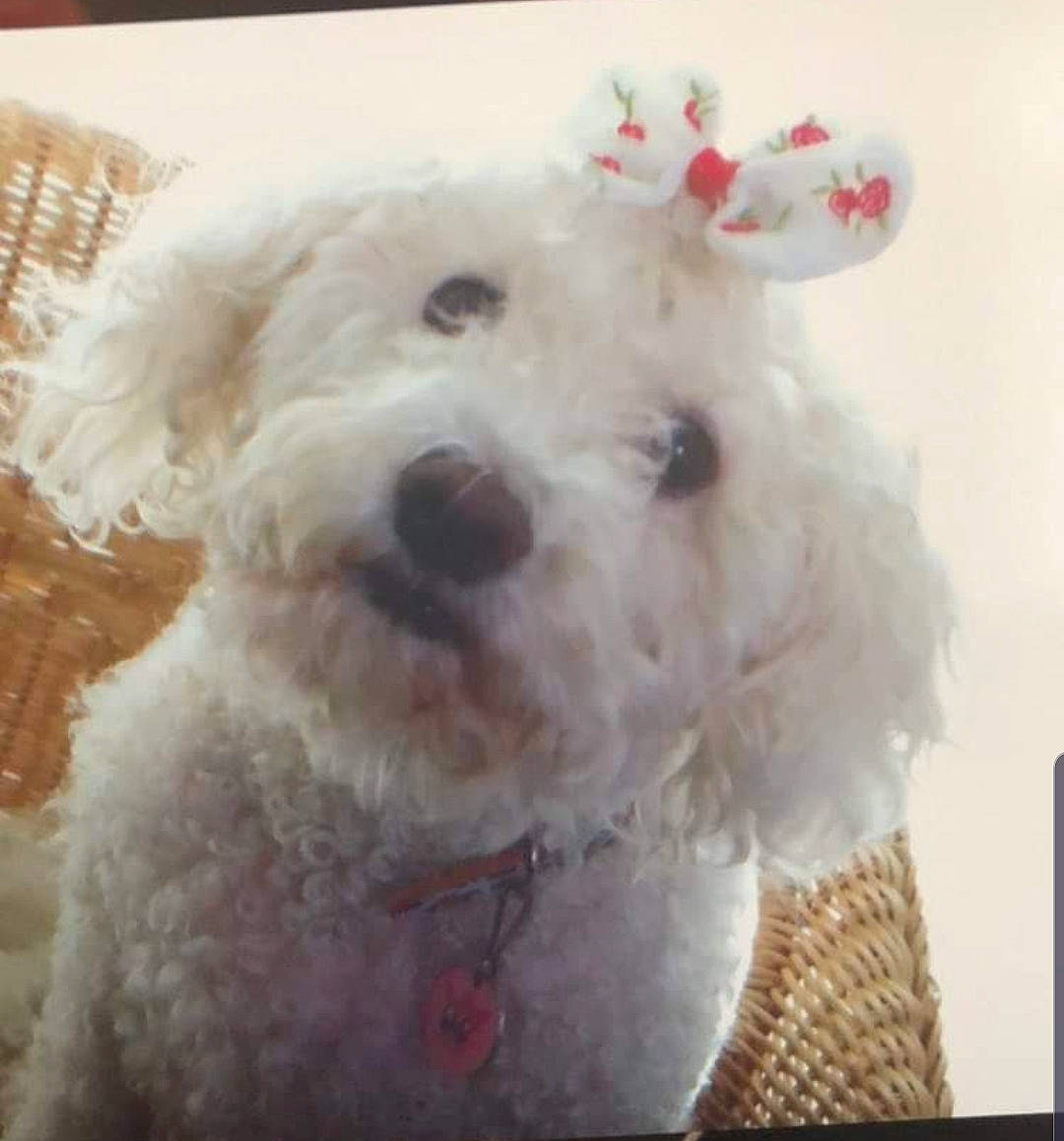 Mollie Moon is registered to the contest to win money with this photo: bichon, bichon_frise, bolognese, bolonka, canidae, carnivore, companion_dog, dog, dog_breed, maltepoo, maltese, mammal, non_sporting_group, nose, poodle_crossbreed, puppy, rare_breed_dog, snout, toy_dog, toy_poodle