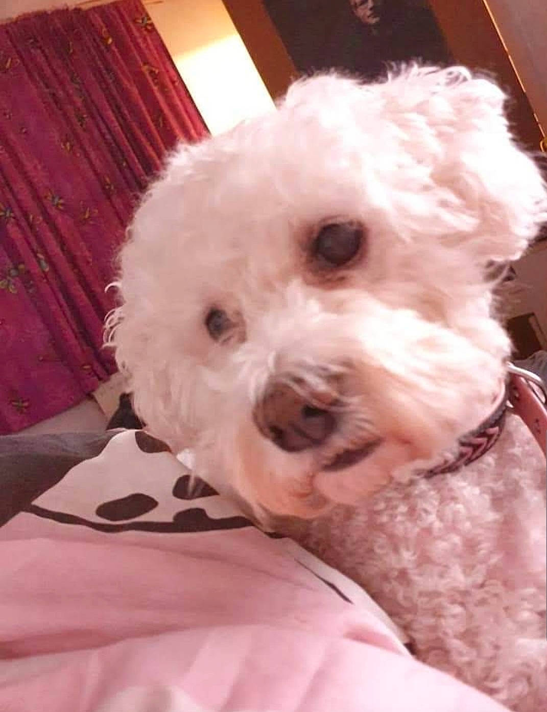 Mollie Moon joined the competition — help win amazing prizes! bichon, bichon_frise, bolognese, canidae, carnivore, cockapoo, companion_dog, dog, dog_breed, maltepoo, maltese, mammal, miniature_poodle, nose, poodle, poodle_crossbreed, puppy, schnoodle, toy_poodle, vertebrate