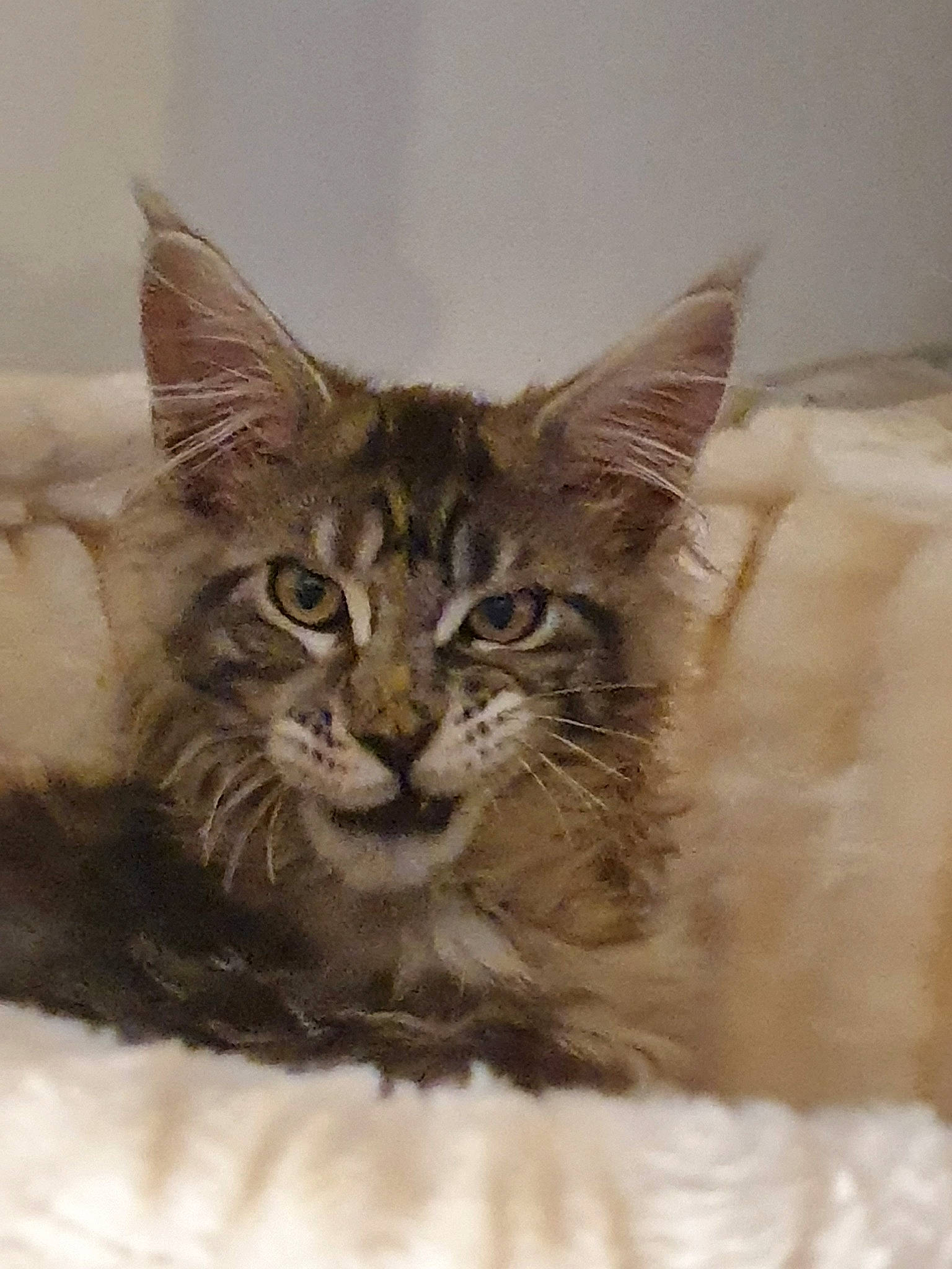 Soloman is registered to the contest to win money with this photo: asian, asian_semi_longhair, british_semi_longhair, carnivore, cat, domestic_long_haired_cat, felidae, fur, kitten, maine_coon, mammal, norwegian_forest_cat, pixie_bob, ragamuffin, siberian, small_to_medium_sized_cats, somali, tabby_cat, vertebrate, whiskers