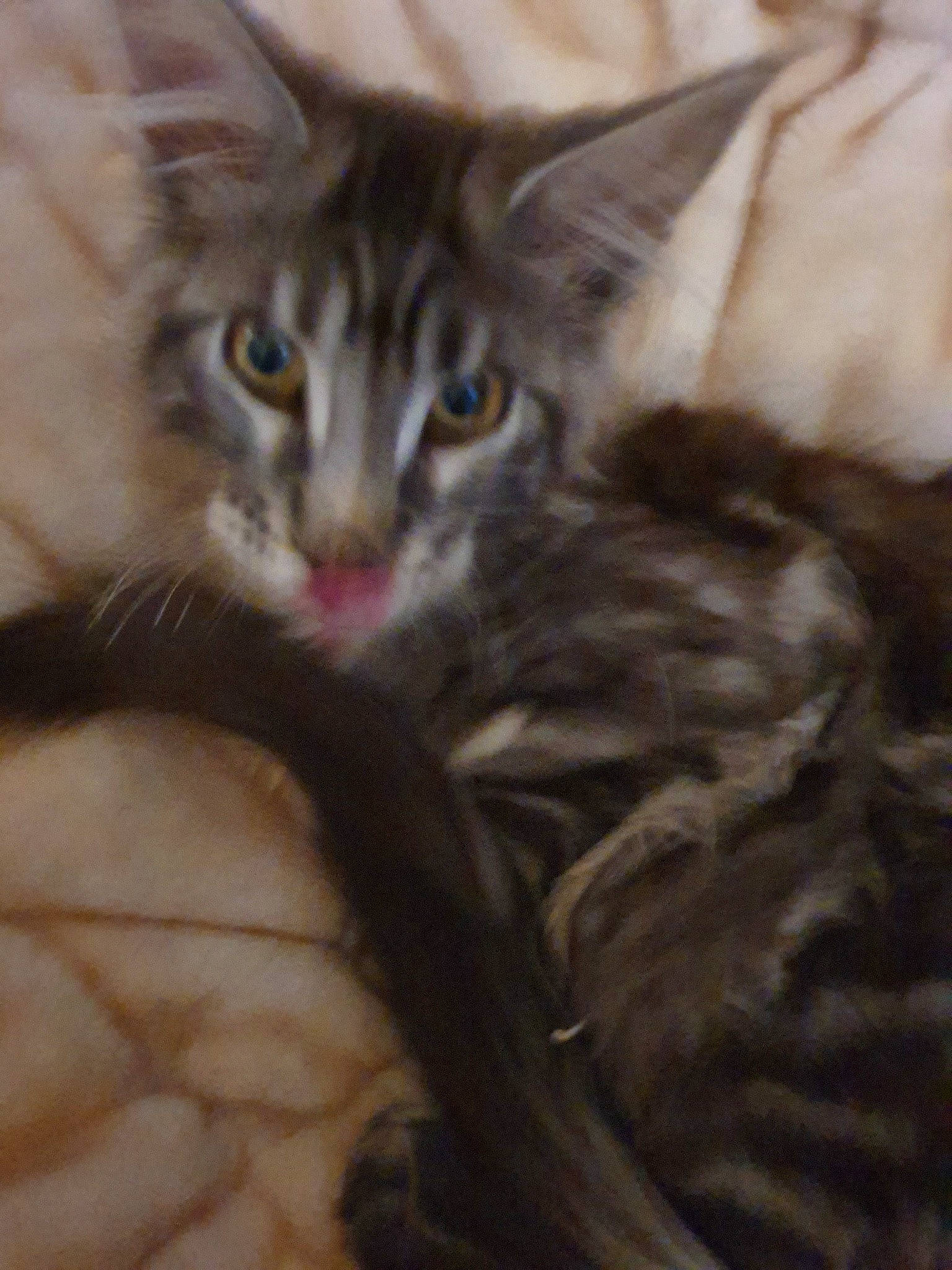 Soloman is registered to the contest to win money with this photo: american_wirehair, asian, carnivore, cat, domestic_long_haired_cat, domestic_short_haired_cat, european_shorthair, eye, felidae, german_rex, kitten, maine_coon, mammal, norwegian_forest_cat, oriental_longhair, small_to_medium_sized_cats, snout, tabby_cat, vertebrate, whiskers