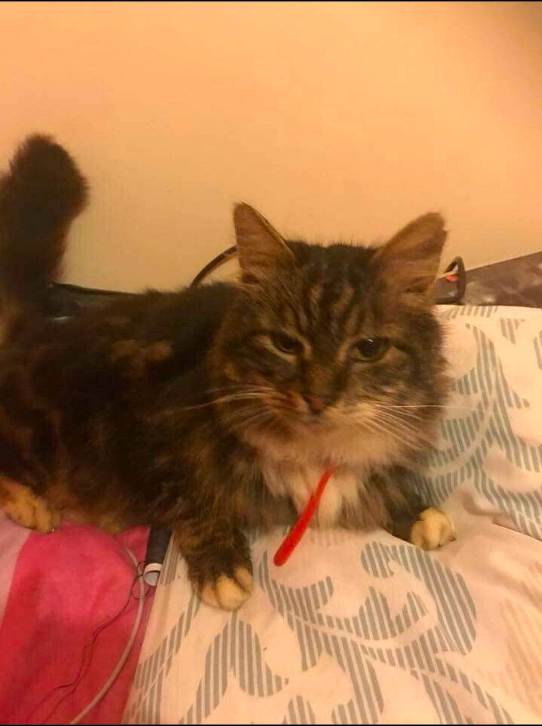 Keno is registered to the contest to win money with this photo: asian, british_semi_longhair, carnivore, cat, cymric, domestic_long_haired_cat, domestic_short_haired_cat, dragon_li, european_shorthair, felidae, kitten, kurilian_bobtail, maine_coon, mammal, norwegian_forest_cat, siberian, small_to_medium_sized_cats, tabby_cat, vertebrate, whiskers