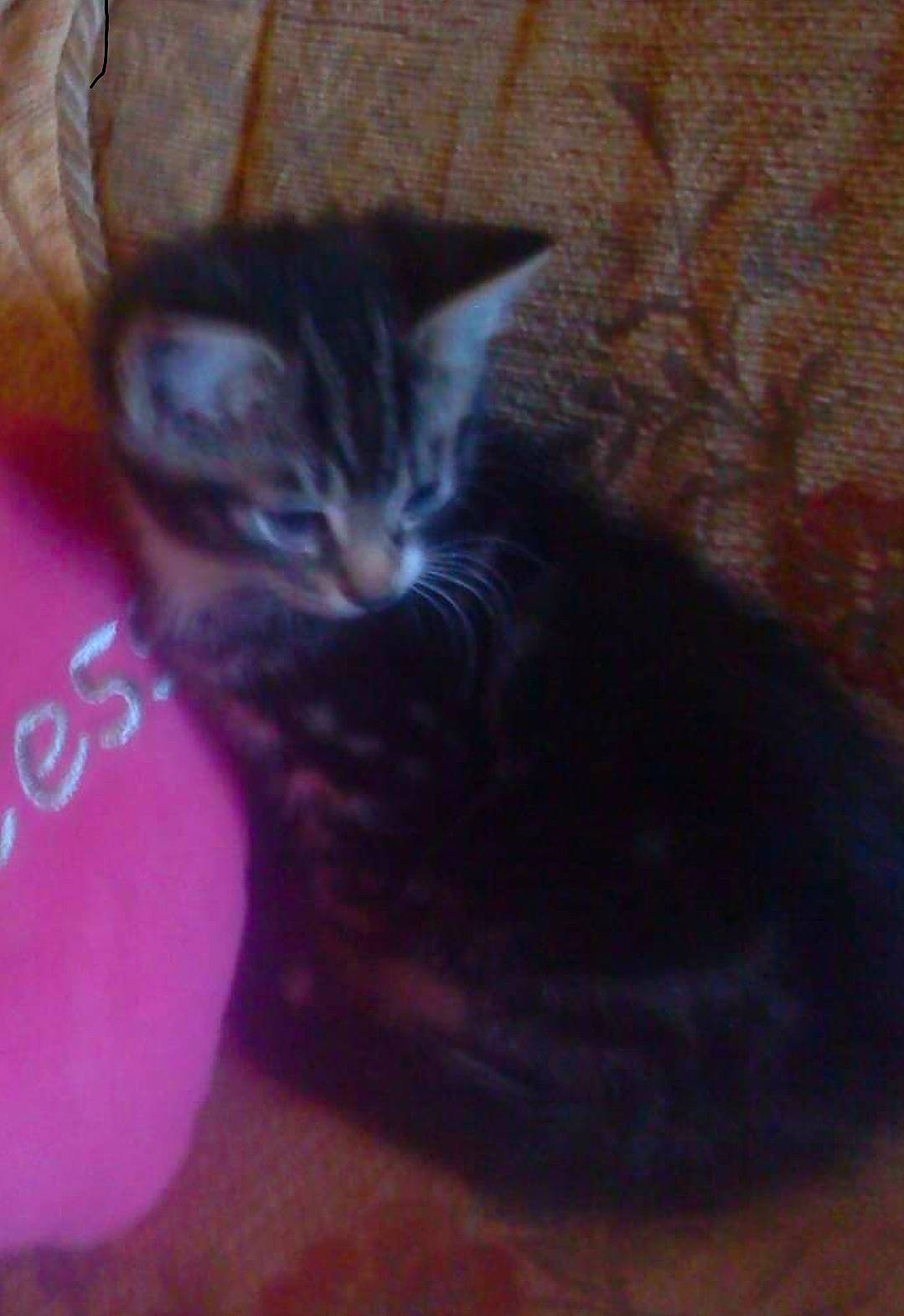 Keno joined the competition — help win amazing prizes! american_shorthair, asian, california_spangled, carnivore, cat, domestic_short_haired_cat, european_shorthair, felidae, kitten, mammal, norwegian_forest_cat, ojos_azules, small_to_medium_sized_cats, tabby_cat, whiskers