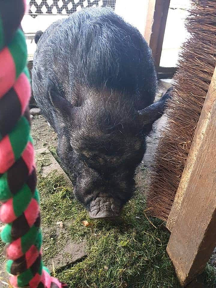 Derek is registered to the contest to win money with this photo: boar, domestic_pig, grass, livestock, snout, suidae