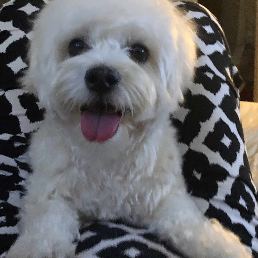 Jasper joined the competition — help win amazing prizes! animal, black_and_white, close_up, companion, cute, dog, domestic_pet, fluffy, fur, happy, indoor, lap, patterned_pants, pet, playful, portrait, sitting, small_dog, tongue_out, white_dog