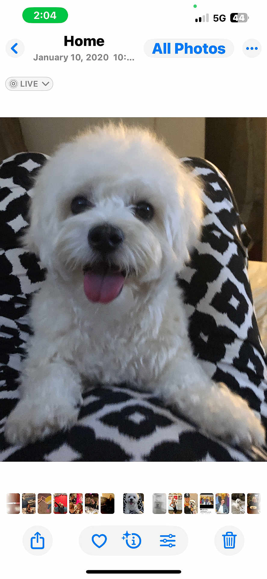 Jasper joined the competition — help win amazing prizes! animal, black_and_white, close_up, companion, cute, dog, domestic_pet, fluffy, fur, happy, indoor, lap, patterned_pants, pet, playful, portrait, sitting, small_dog, tongue_out, white_dog