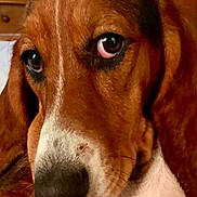 Sunday is registered to the contest to win money with this photo: dog, close_up, brown, white, nose, ears, fur, indoor, pet, face, expression, animal, canine, looking, eyes, portrait, cozy, background, snout, whiskers