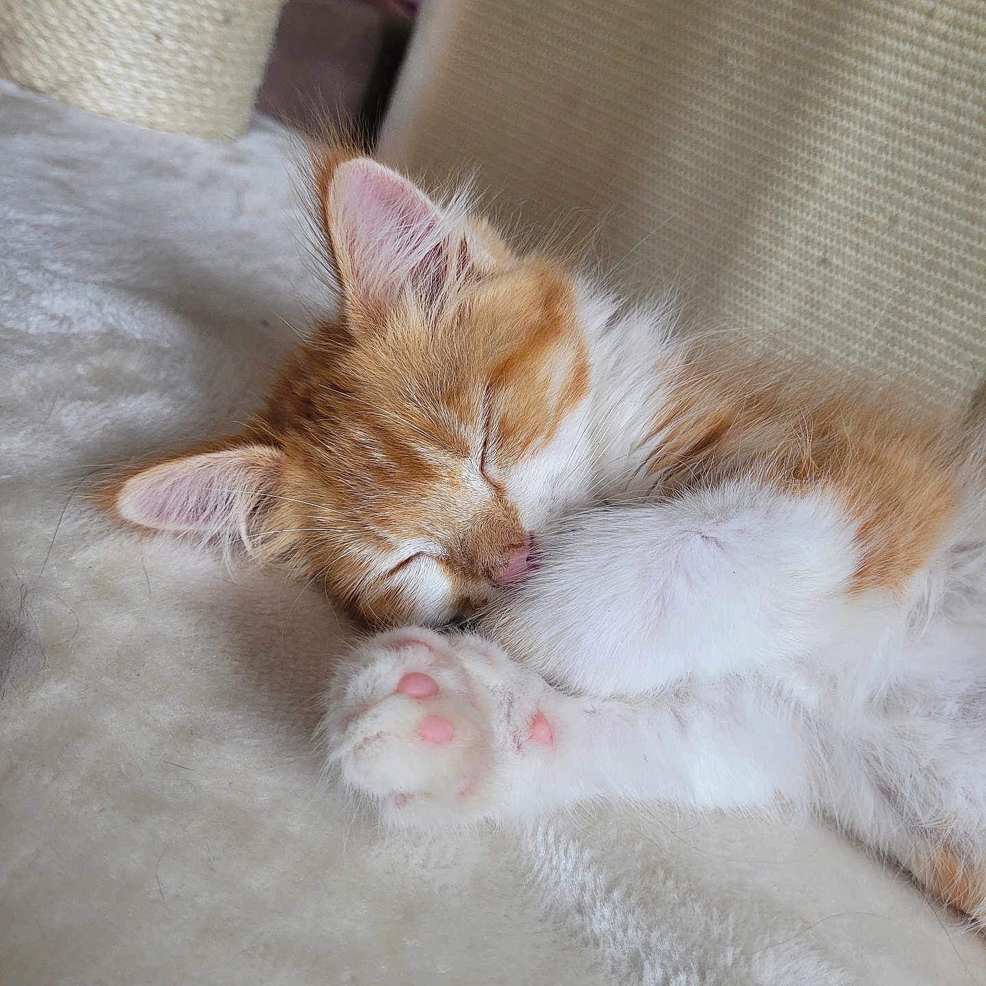 Osiris participe au concours pour gagner de l'argent avec cette photo : adorable, animal, blanket, cat, close_up, cozy, cute, domestic_cat, fluffy, fur, indoor, kitten, orange_cat, paw, pet, pink_paw_pads, resting, sleeping, whiskers, white_fur