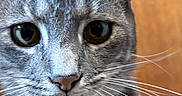 Blue is registered to the contest to win money with this photo: alert, animal, cat, close_up, curious, domestic_cat, ears, eyes, face, feline, fur, gray_tabby, indoor, looking, muzzle, nose, pet, portrait, whiskers, wood_background