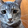 alert, animal, cat, close_up, curious, domestic_cat, ears, eyes, face, feline, fur, gray_tabby, indoor, looking, muzzle, nose, pet, portrait, whiskers, wood_background