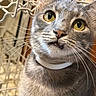 Blue is registered to the contest to win money with this photo: animal, cat, close_up, collar, curious, cute, dishwasher, domestic, face, feline, fur, gray_tabby, indoor, kitchen, looking, pet, portrait, whiskers, yellow_eyes
