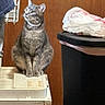 Blue is registered to the contest to win money with this photo: animal, appliance, cat, clutter, collar, curious, domestic, feline, floor_tiles, household, indoor, pet, plastic_bag, quiet, side_view, sitting, still_life, tabby, trash_bin, wooden_wall
