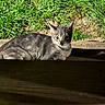 animal, cat, cute, daylight, ears, eyes, feline, grass, gray_cat, mammal, nature, outdoor, pet, relaxed, resting, shadow, sunlight, tabby, whiskers, wood