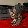 Cole is registered to the contest to win money with this photo: cat, kitten, tabby, pet, animal, bed, bedding, blanket, indoor, feline, cute, fur, whiskers, ears, eyes, sitting, red, gray, domestic, curious