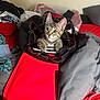 Cole joined the competition — help win amazing prizes! kitten, cat, handbag, paws, bed, clothing, red, black, gray, fabric, indoor, curious, pet, feline, young, resting, papers, cozy, messy, playful