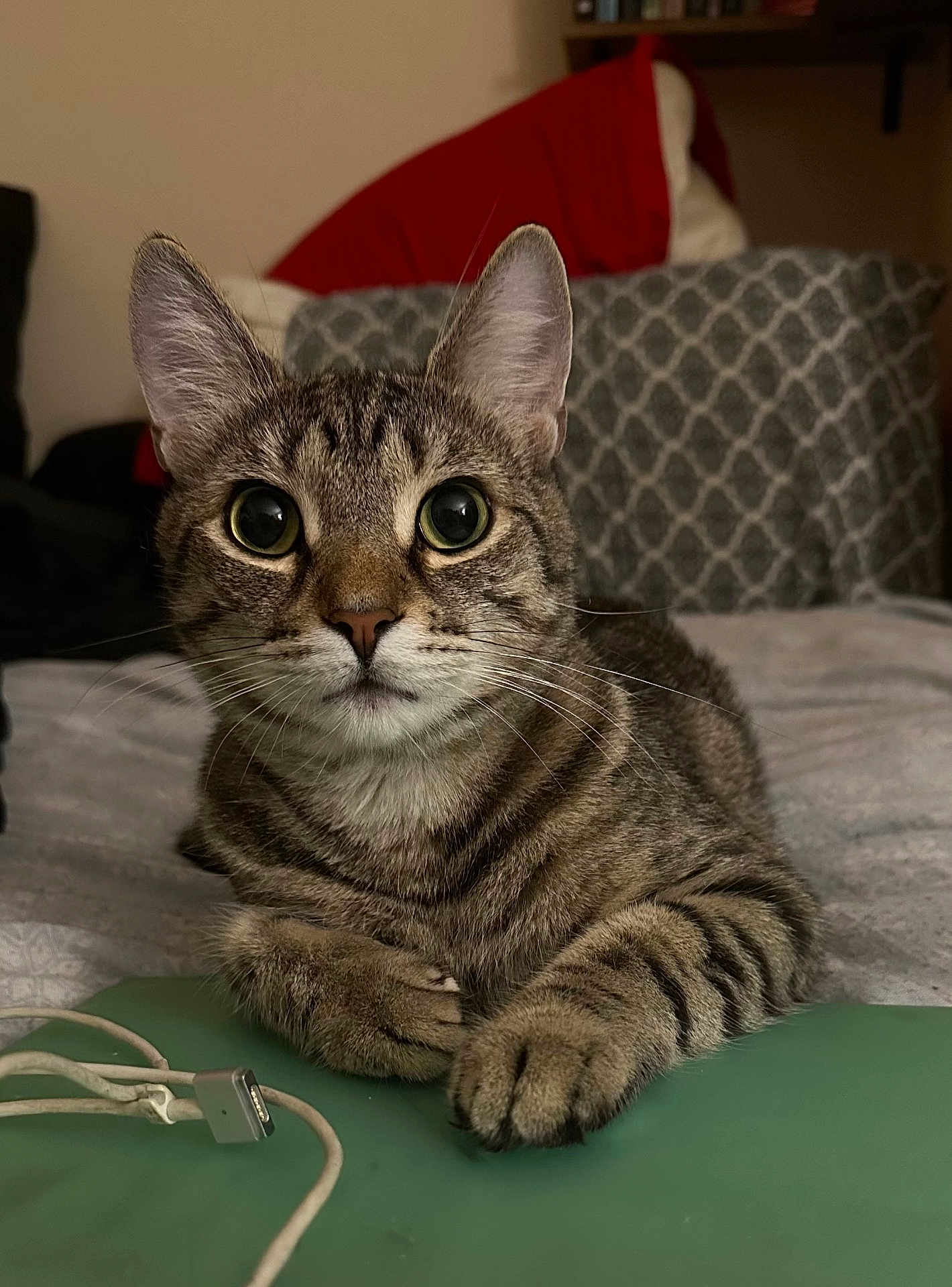 Cole is registered to the contest to win money with this photo: animal, bed, blanket, cat, charging_cable, closeup, cozy, curious, ears, eyes, fur, home, indoor, laptop, paw, pet, pillow, resting, tabby, whiskers
