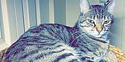 Cole is registered to the contest to win money with this photo: cat, tabby_cat, pet, animal, feline, indoor, basket, resting, striped_fur, whiskers, ears, relaxed, cozy, home, closeup, fur_pattern, looking, mammal, cute, domestic_cat