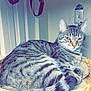 cat, tabby_cat, pet, animal, feline, indoor, basket, resting, striped_fur, whiskers, ears, relaxed, cozy, home, closeup, fur_pattern, looking, mammal, cute, domestic_cat